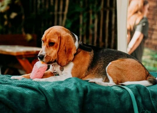 cachorro com seu brinquedo