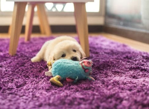 cachorro com seu brinquedo