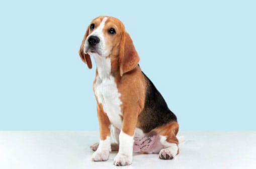 cães que engordam rapidamente