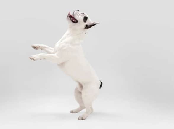 cão pulando