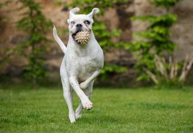 cachorro boxer é bravo