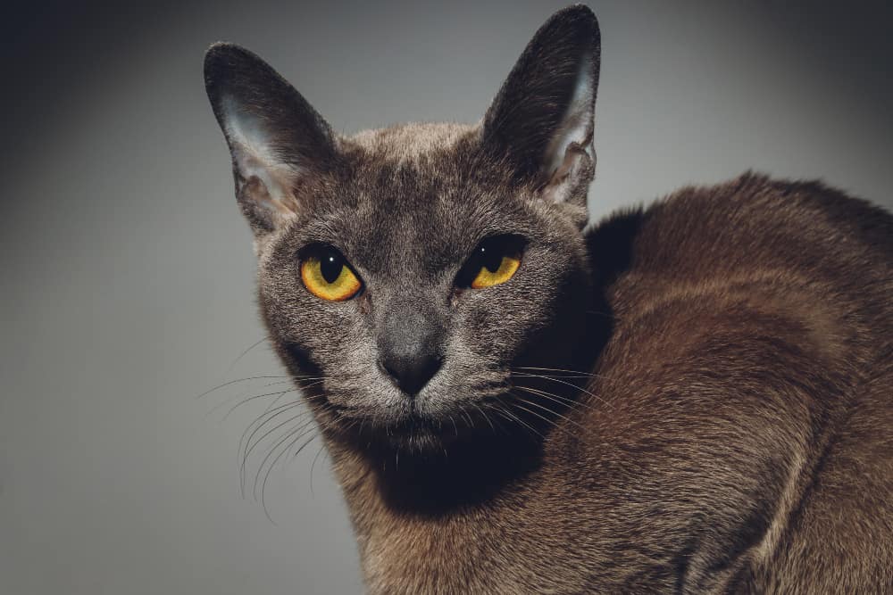 gato de pelo bonito