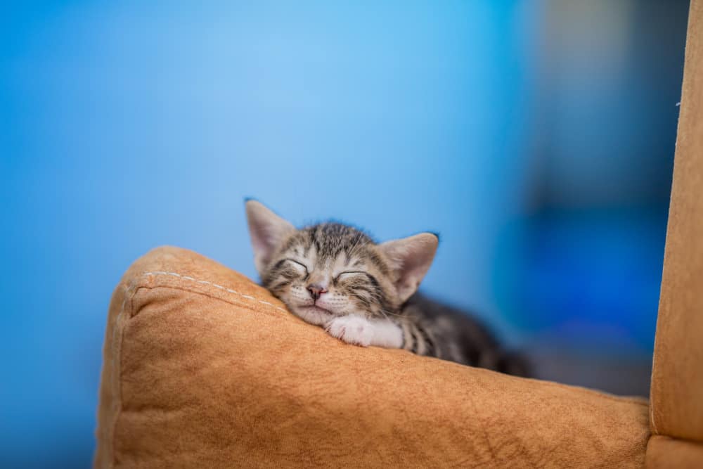 gatinho