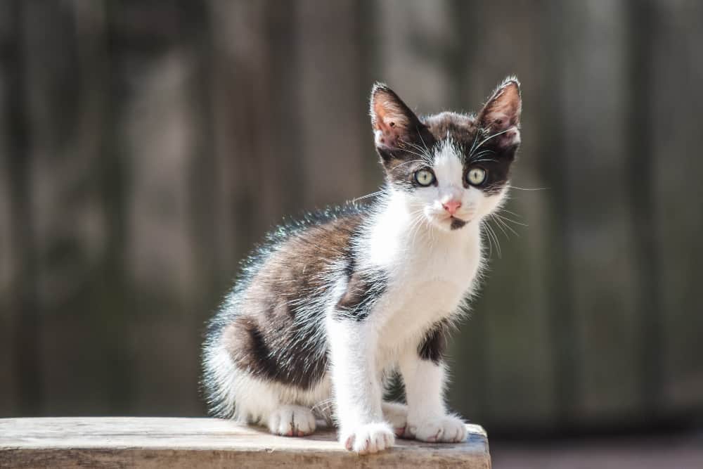Gatinho de 1 mês: Como alimentar ? Posso dar carne e leite? 1 gato pequeno