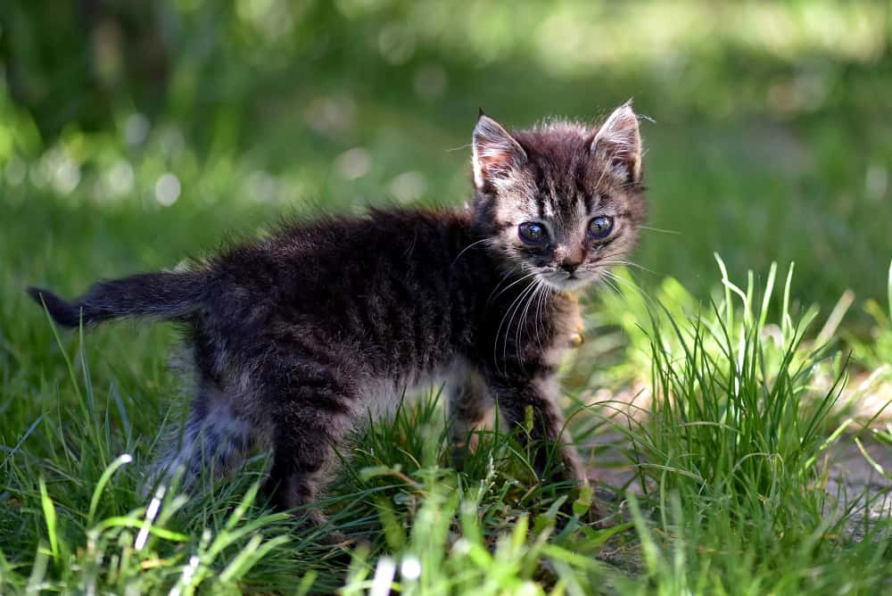 gatinho de 1 mês