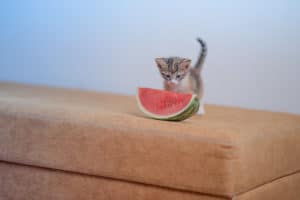 Gatinho comendo melancia. Fonte: Freepik