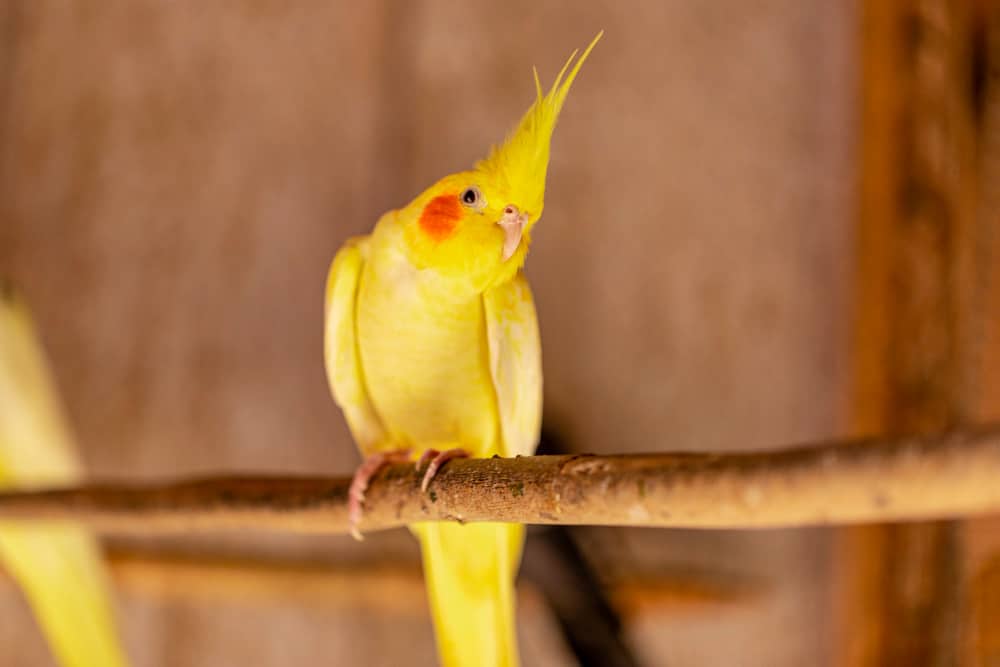cockatiel also known as weiro bird quarrion