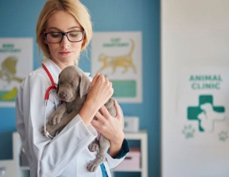 convênio para cachorro