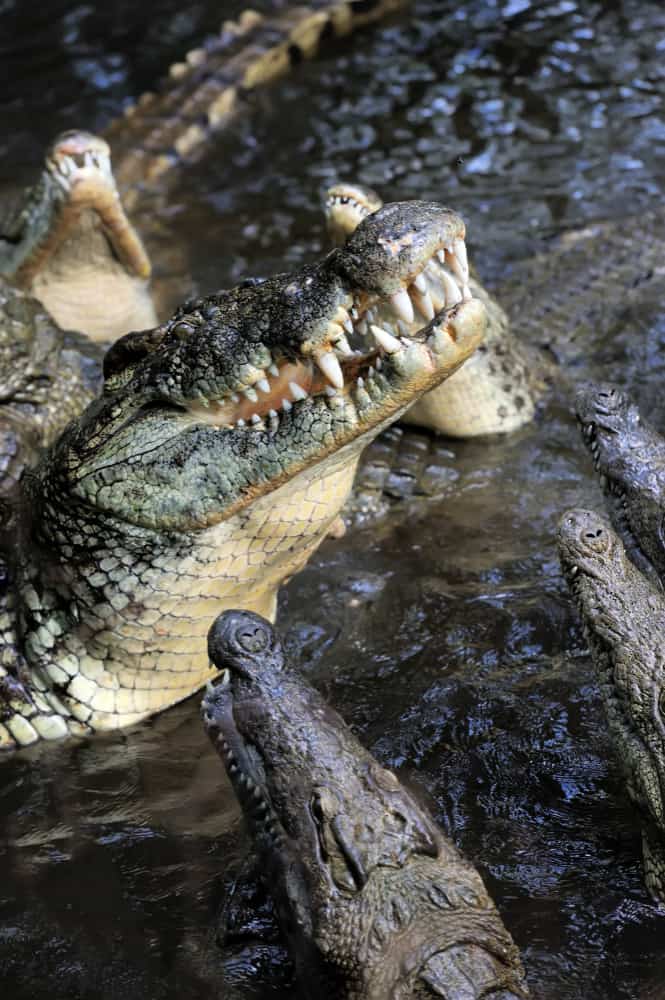 crocodilo de água salgada
