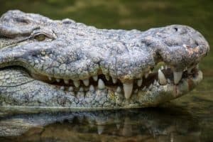Crocodilo. Fonte: Freepik