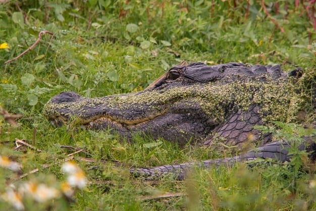 crocodilo