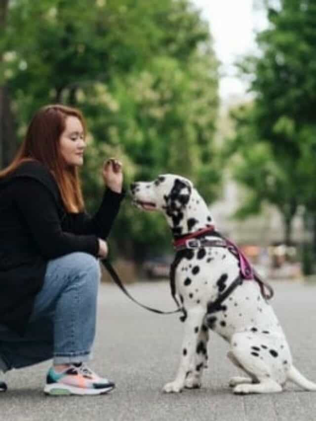 cães manchados mais lindos