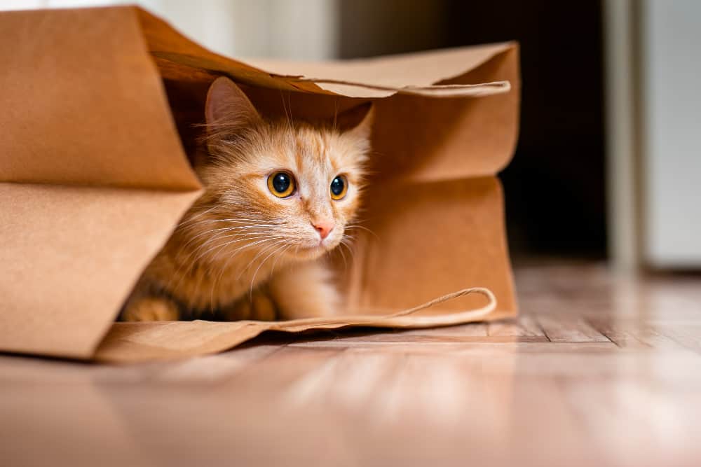 gatinho de 1 mês