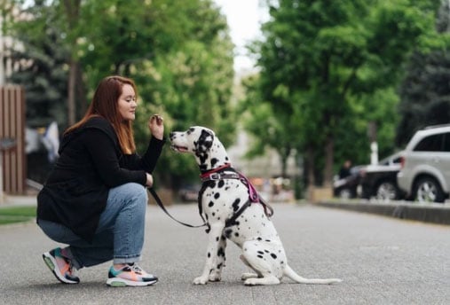 raças de cachorros mais engraçadas