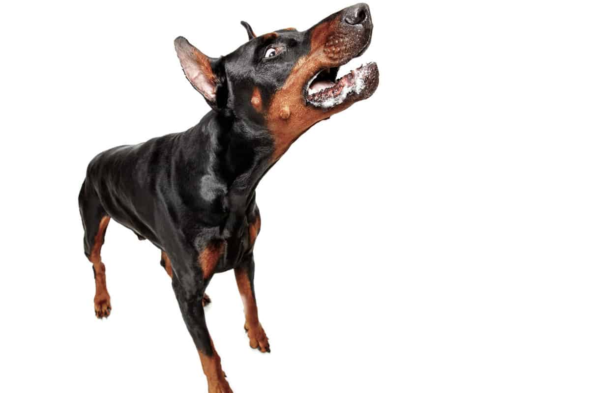 Cão agressivo após a castração: o que pode ser feito? 7 Cão agressivo após a castração