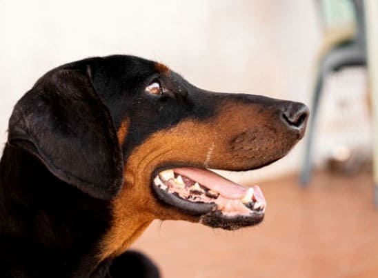 um cão dobermann