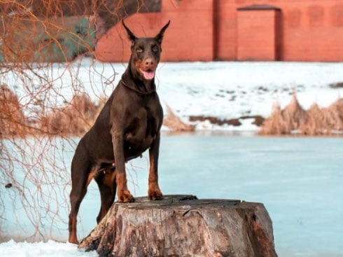 dobermann é bravo