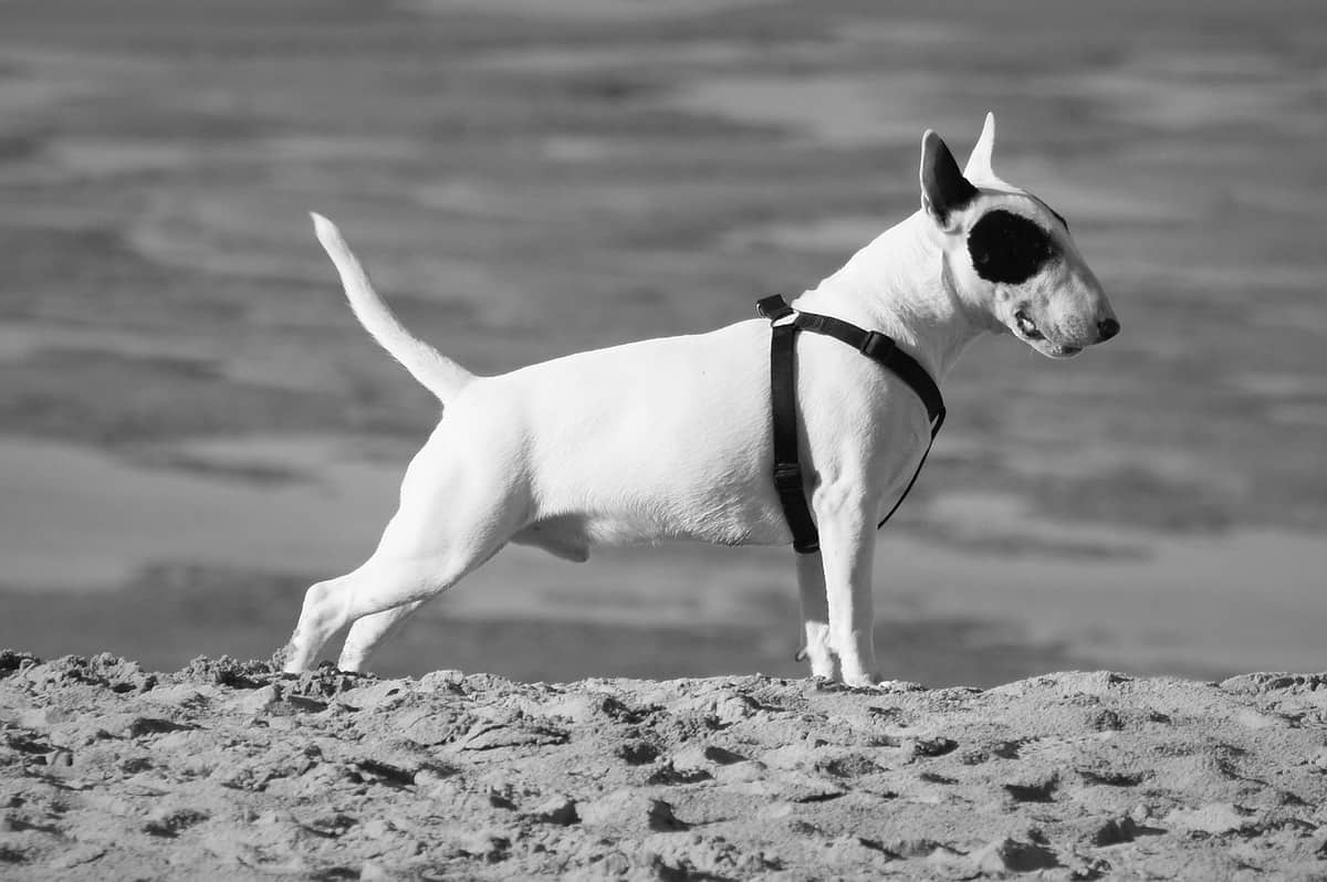 Quanto exercício um Bull Terrier precisa por dia? 2 bull terrier