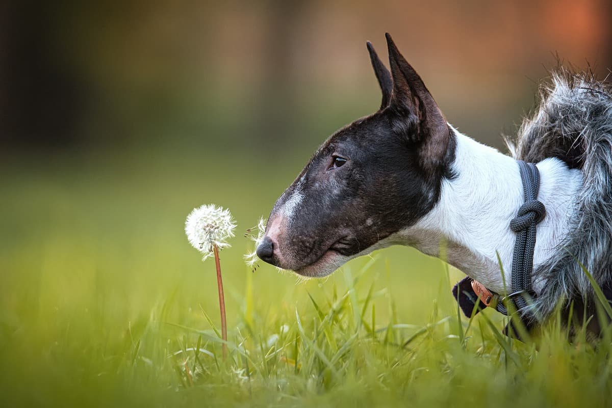 Quanto exercício um Bull Terrier precisa por dia? 1 bull terrier