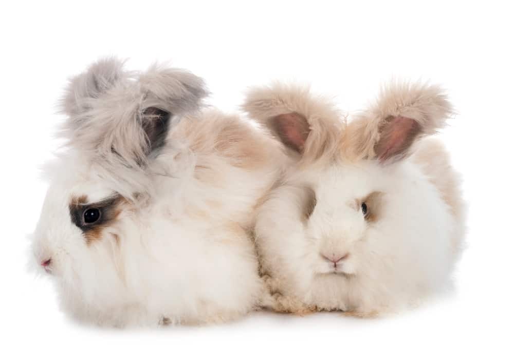 animais engraçados