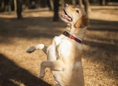 labrador é bravo