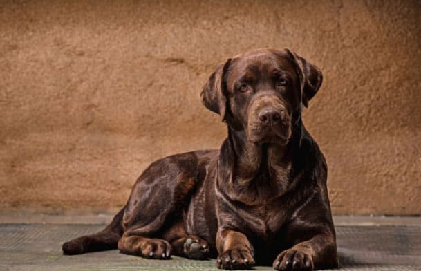 raças de cachorros mais populares