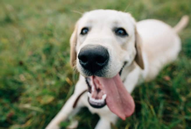 cachorro com a língua de fora