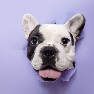 Buldogue Francês