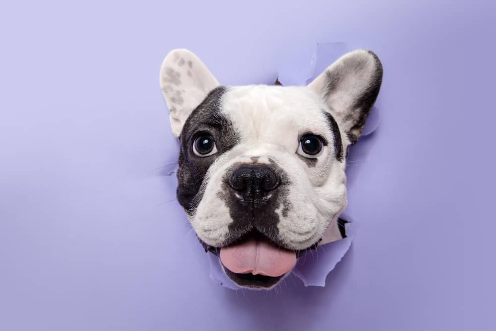 História do Buldogue Francês: como surgiu a raça? 1 Buldogue Francês