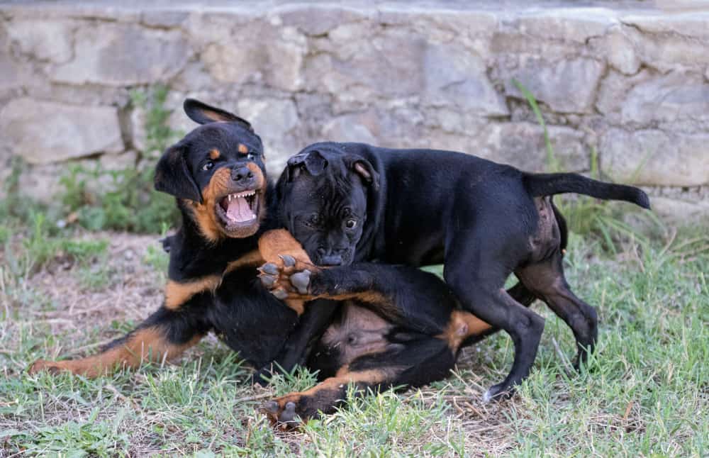 mordida de cachorro