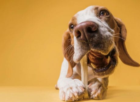 Quantas vezes por dia o cachorro pode comer