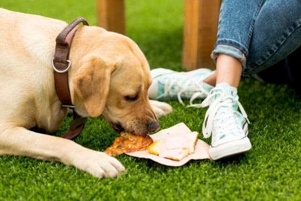 cachorro é exigente com a comida