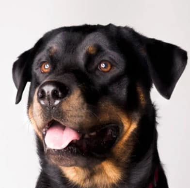 cão com a língua de fora