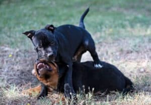 Rottweiler brincando - Foto: Freepik