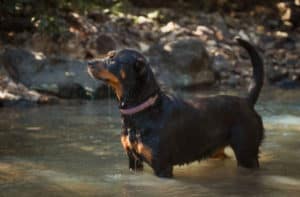 Rottweiler no rio - Foto: Freepik