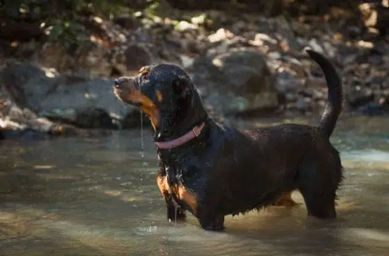 rottweiler é bravo