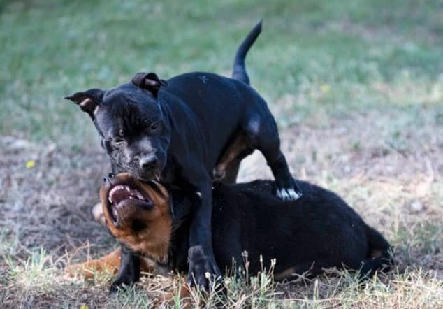 dois rottweilers brincando