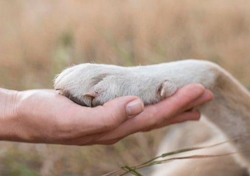 Unha de cachorro inflamada - Por que acontece e o que fazer? 3 cão dando a patinha