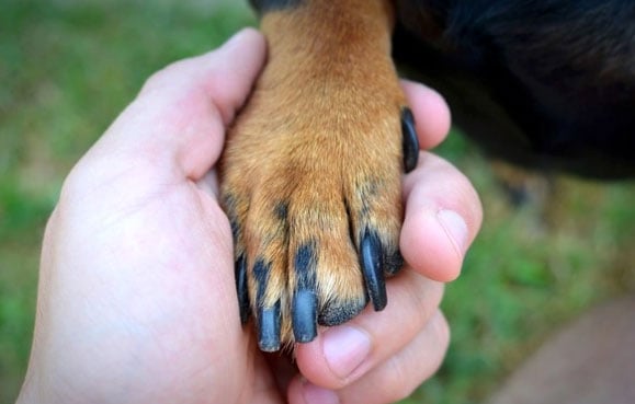 Unha de cachorro inflamada - Por que acontece e o que fazer? 2 Unha de cachorro inflamada