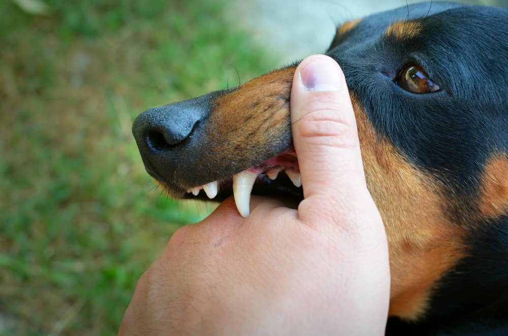 raças de cães com mandíbulas fortes