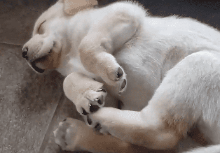 cachorro cai da cama