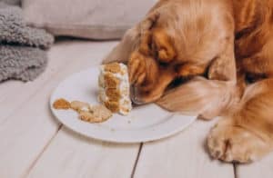 Cão comendo - Foto: Freepik