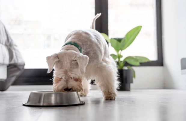 cão comendo
