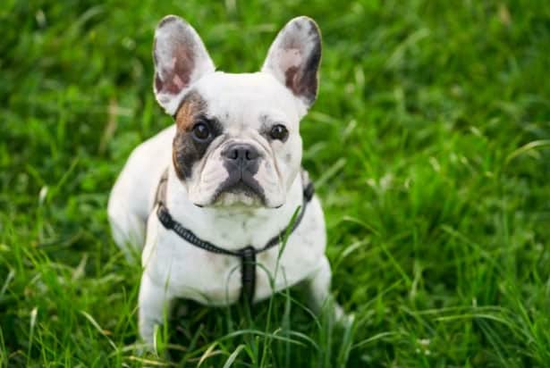 cachorro latindo dentro de casa