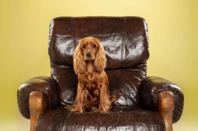 Cachorros grandes obedecem mais? 5 cachorros grandes obedecem mais