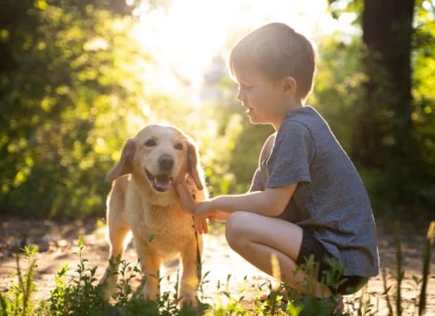 Como entreter o cachorro dentro de casa - 10 ideias legais! 2 como entreter o cachorro dentro de casa