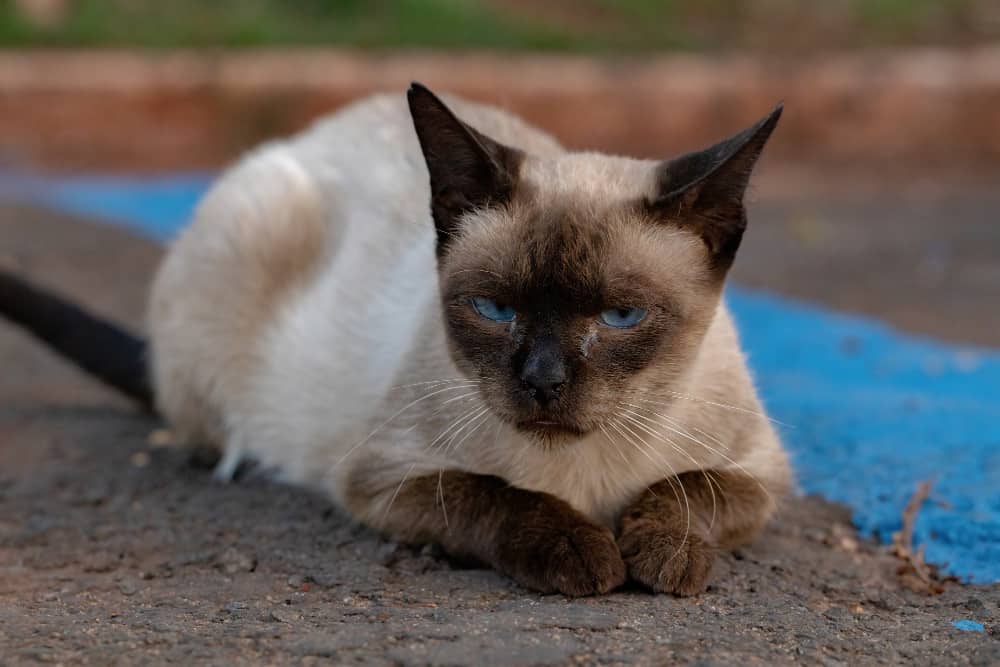feral domestic siamese cat abandoned cemetery with selective focus