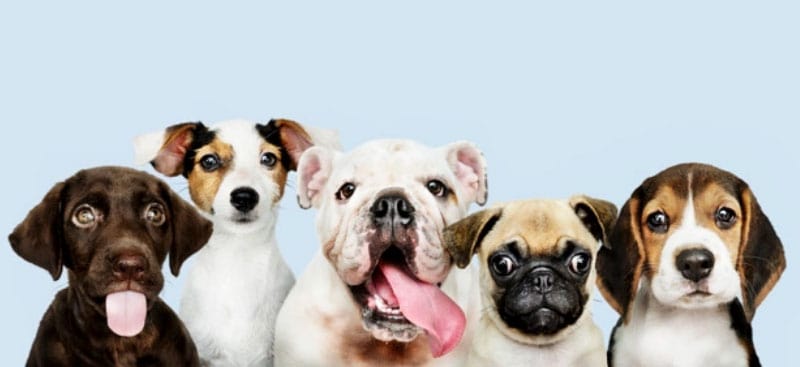 filhote de cachorro mordendo a mão