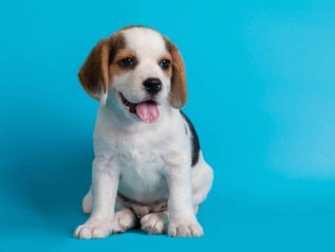 filhote de cachorro mordendo a mão