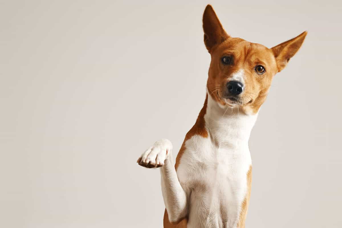 treinamento do Basenji